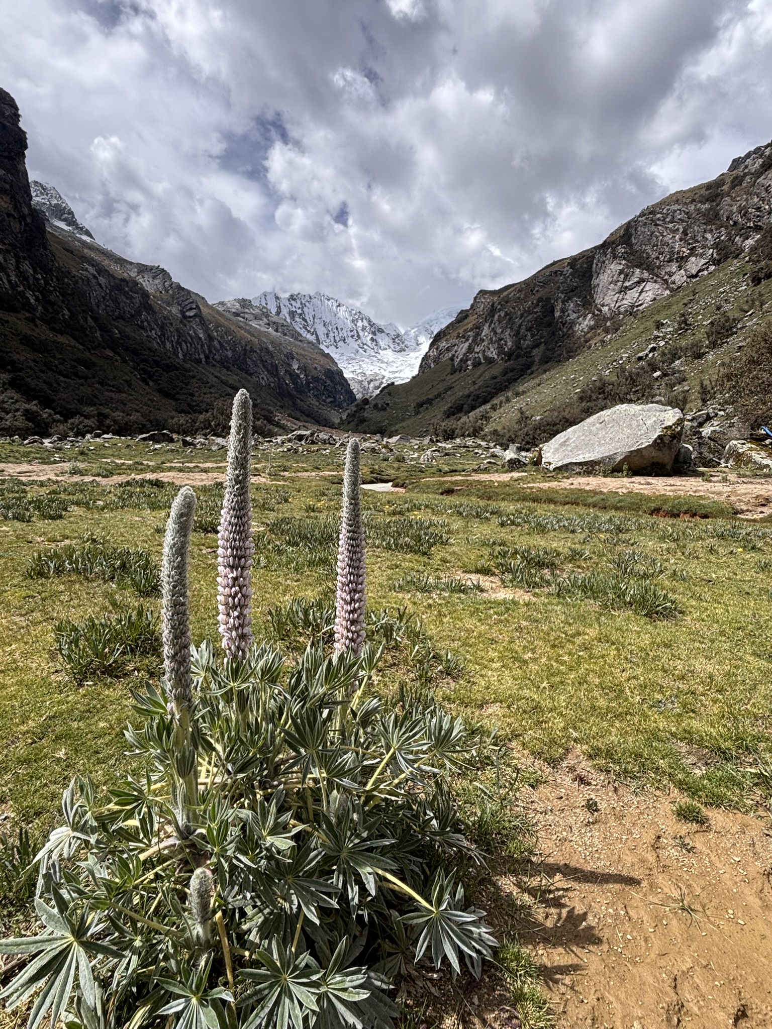 La quebrada de Llaca en Huaraz, con flores de lupino y nevados al fondo
